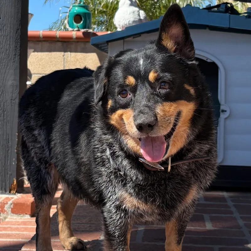 Tootsie Roll thumbnail 3