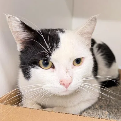 Irish Potato thumbnail 2