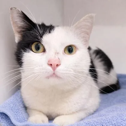 Irish Potato thumbnail 3