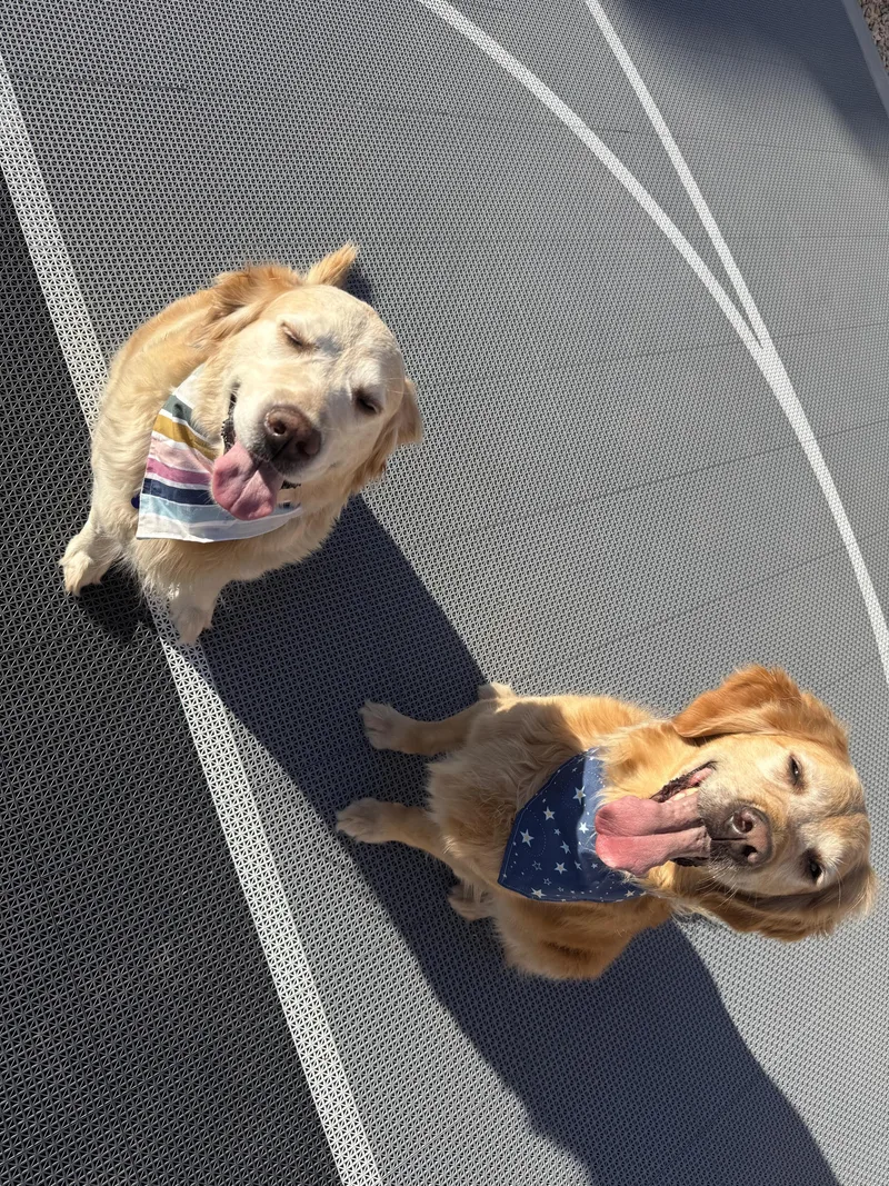 Dodge And Chevy thumbnail 2