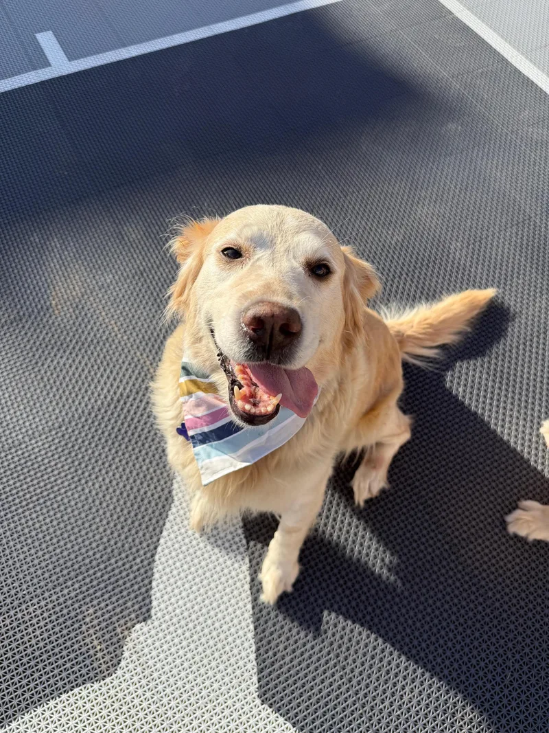 Dodge And Chevy thumbnail 3