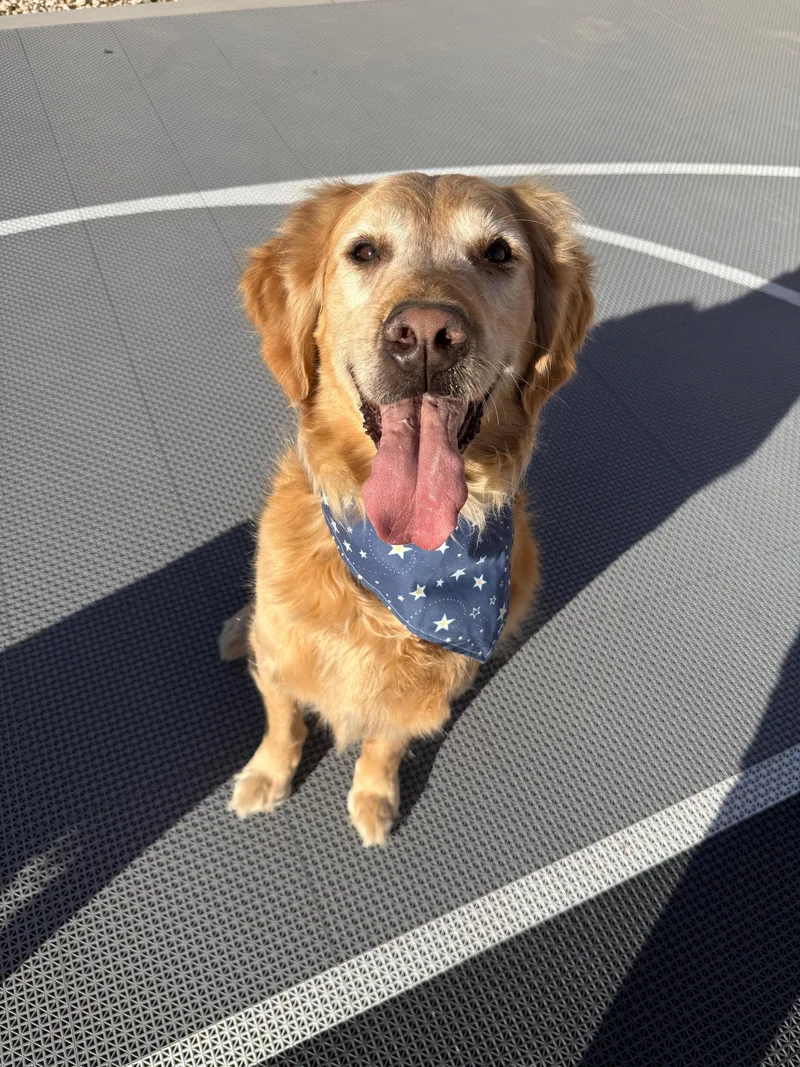 Dodge And Chevy thumbnail 4