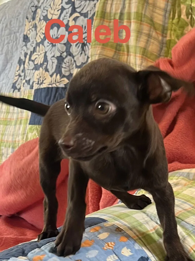 Caleb