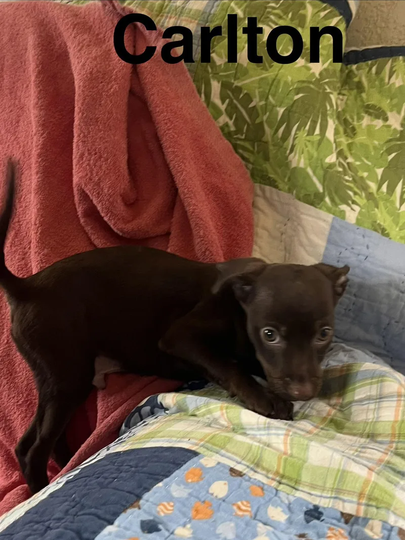 Carlton