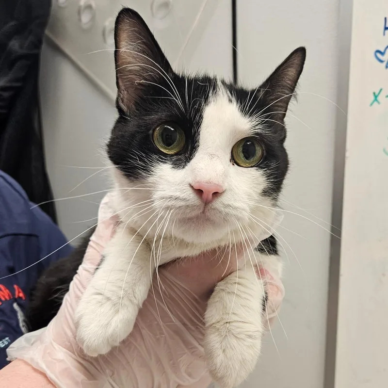 Lagertha thumbnail 2