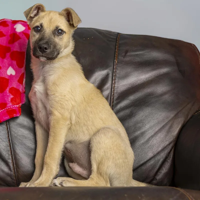 Buzz Lightyear thumbnail 3