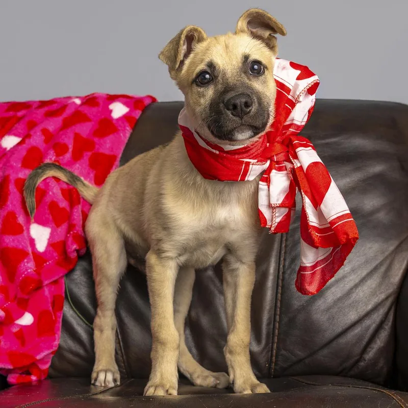 Buzz Lightyear thumbnail 4