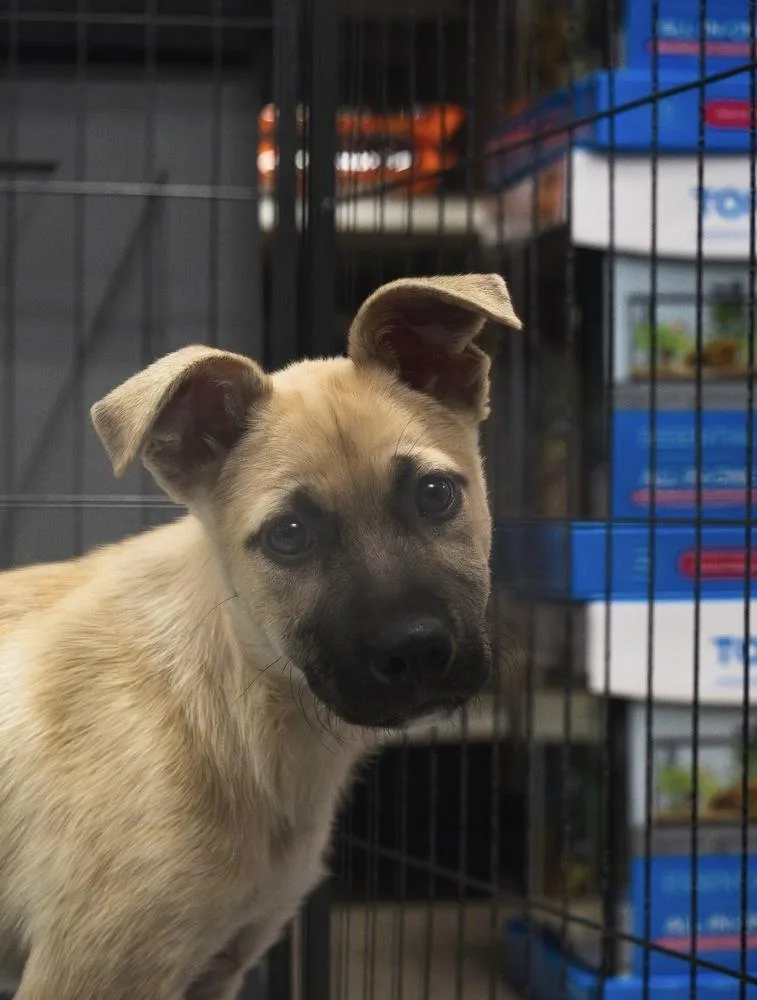 Buzz Lightyear thumbnail 5