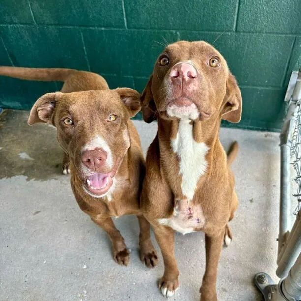 Sweet Tea thumbnail 2