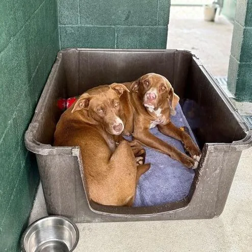 Sweet Tea thumbnail 3