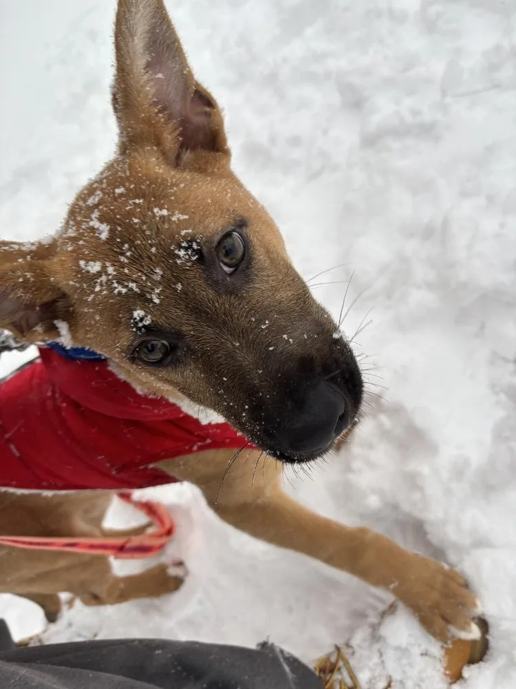 Stormin Norman thumbnail 2