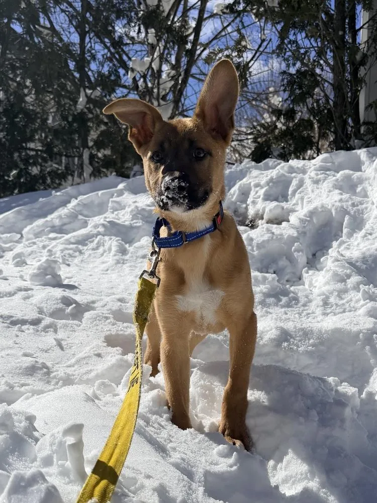 Stormin Norman thumbnail 3