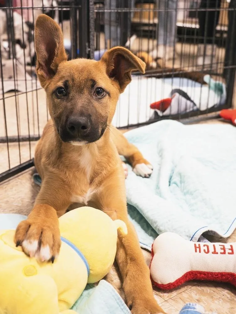 Stormin Norman thumbnail 4