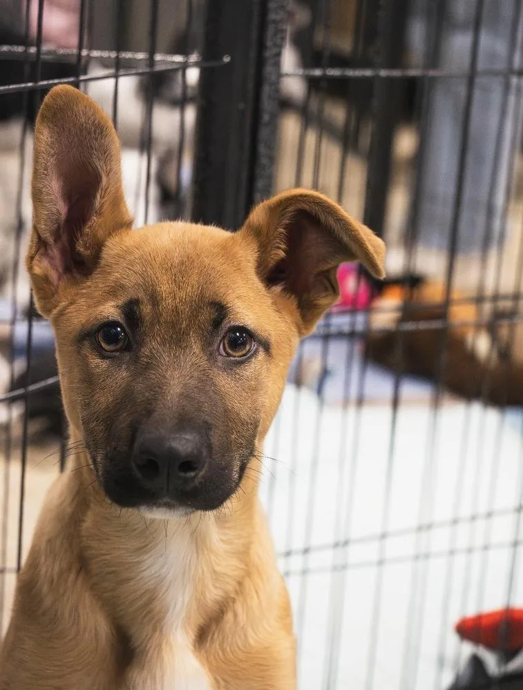 Stormin Norman thumbnail 6