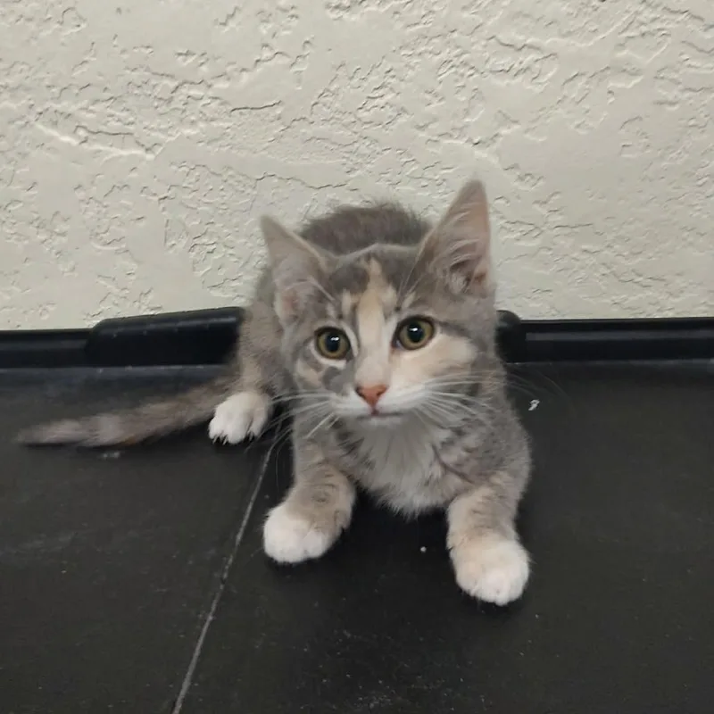 Virginia thumbnail 2