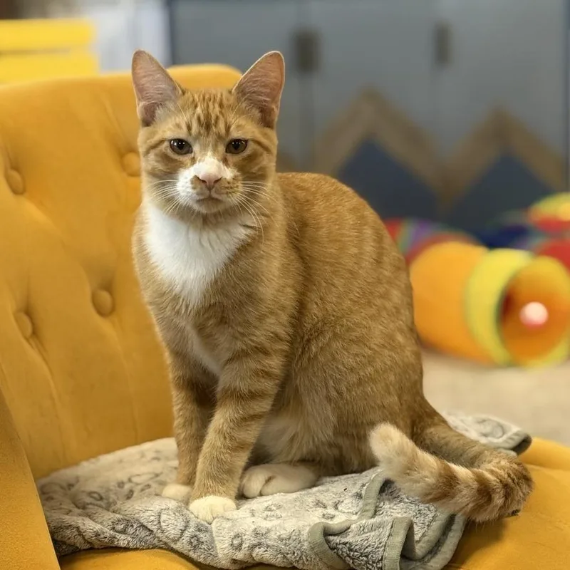 A young large-sized male Orange / Red Domestic Short Hair cat named Angelo for adoption in Nowata, OK