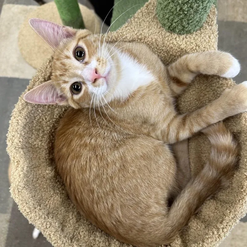 Angelo thumbnail 3