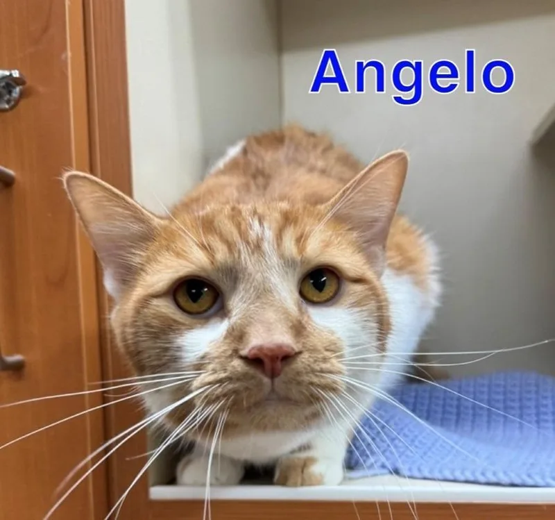Angelo