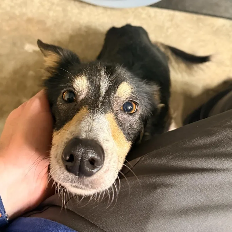 Peggy Sue thumbnail 3