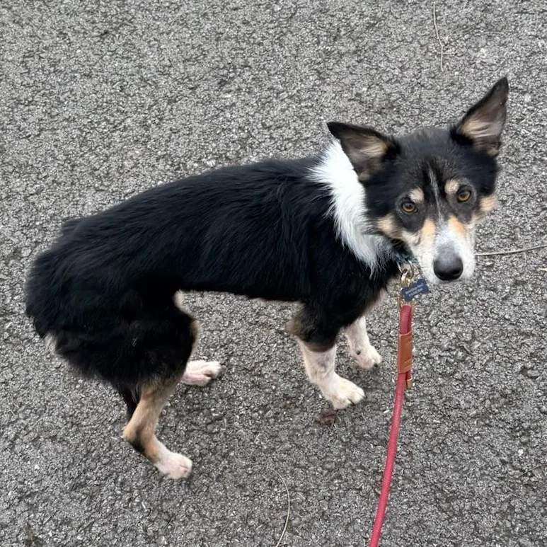 Peggy Sue thumbnail 4