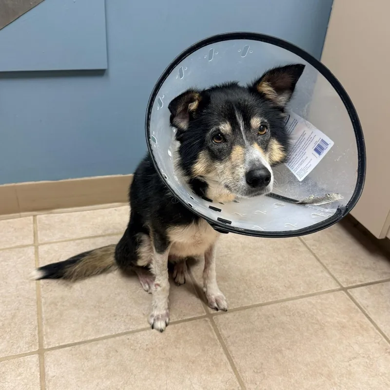 Peggy Sue thumbnail 5