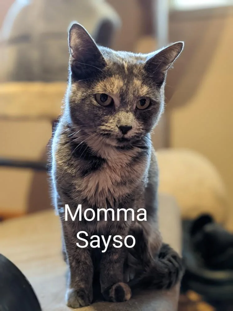 Momma Sayso thumbnail 2