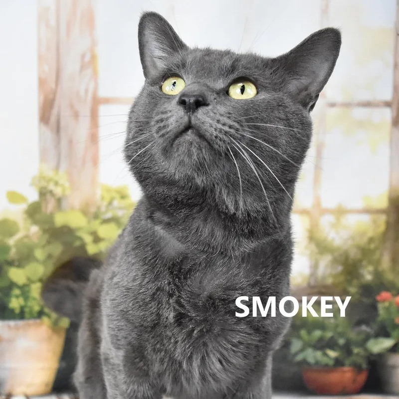 Heathcliff thumbnail 2