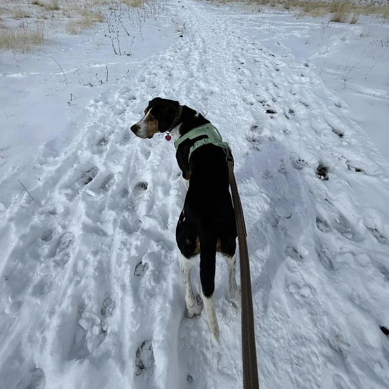 Herschel thumbnail 3