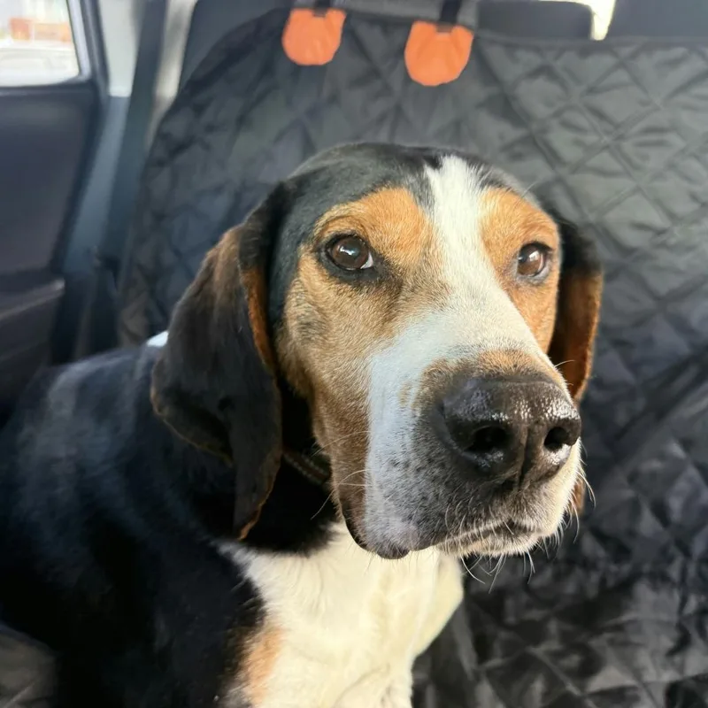 Herschel thumbnail 4