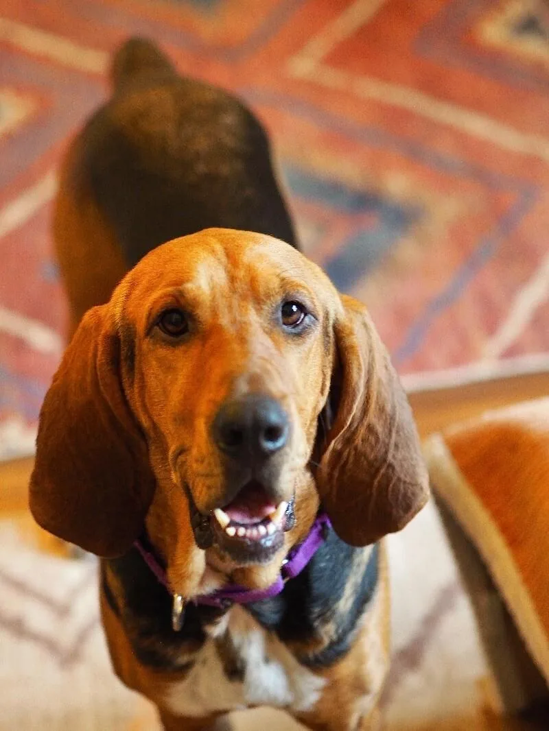 Liberty Belle thumbnail 2