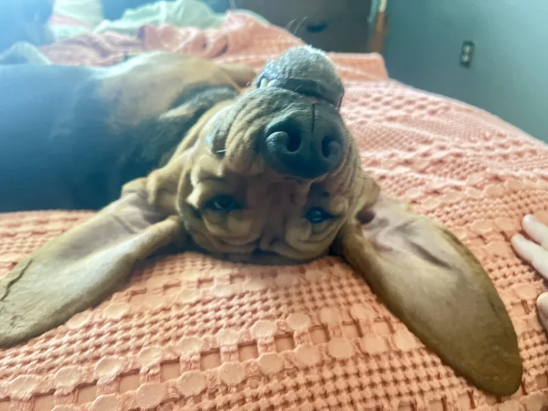 Liberty Belle thumbnail 4