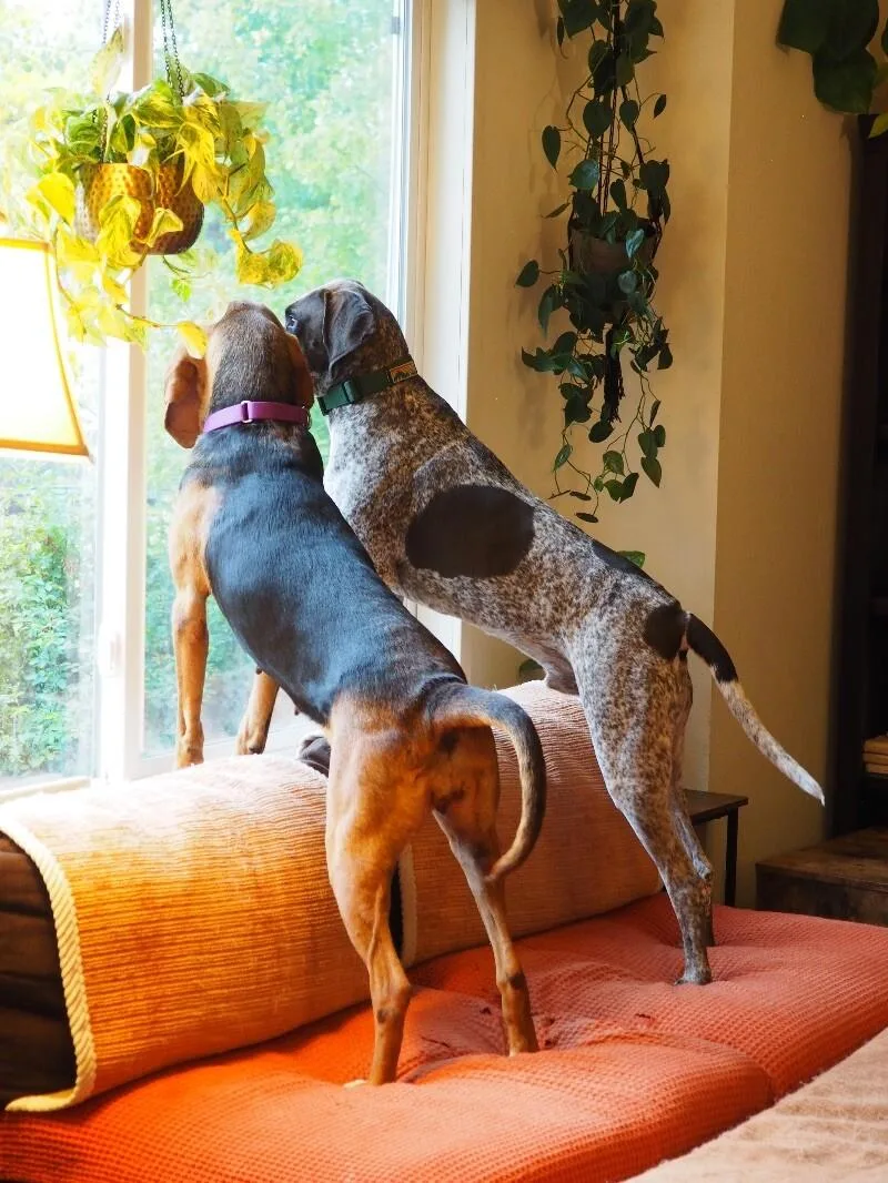 Liberty Belle thumbnail 5