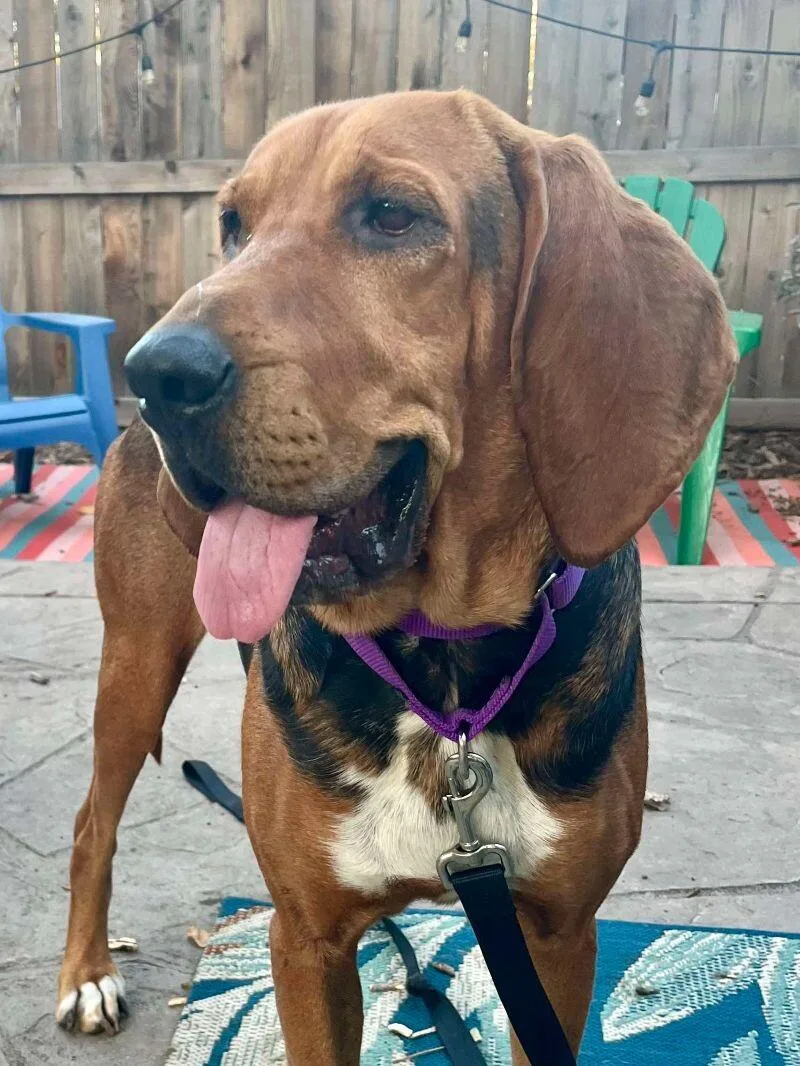 Liberty Belle thumbnail 6