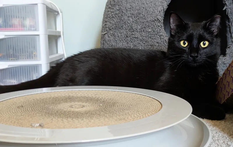 Shoshanna & Marnie thumbnail 2