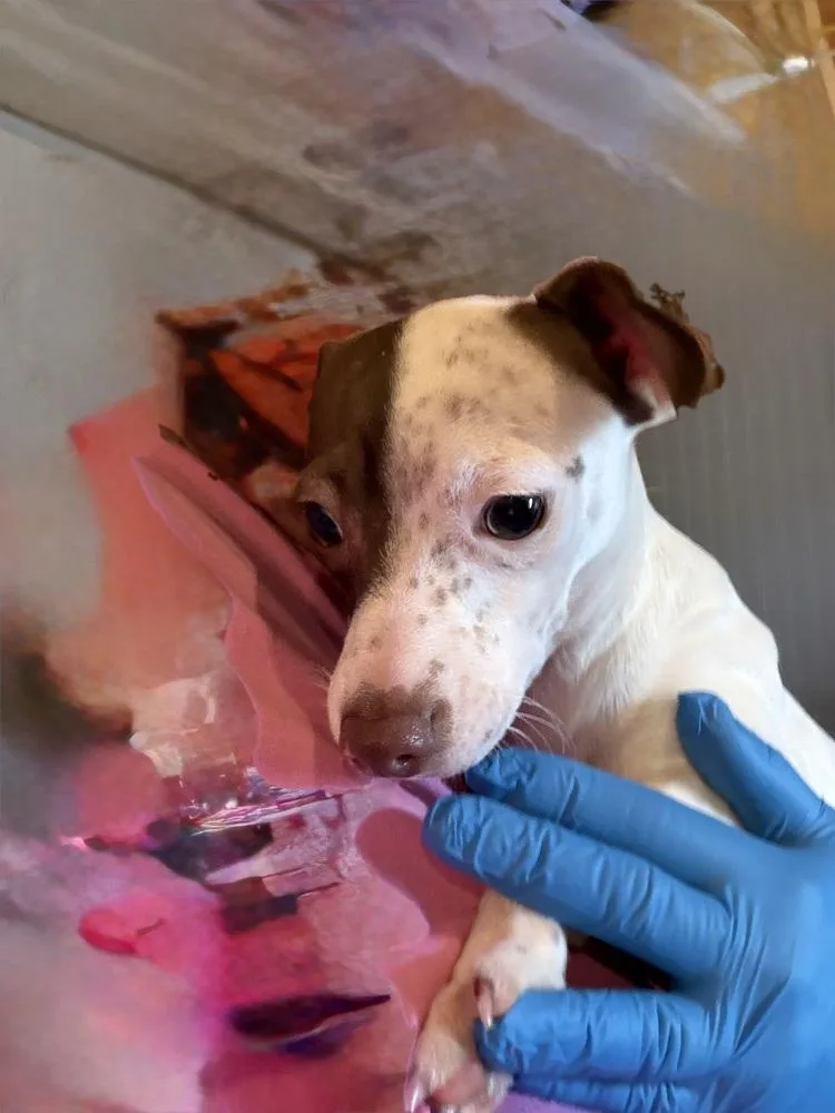 Freckles thumbnail 2