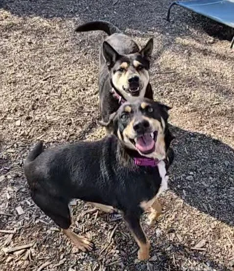 Susie And June Bug thumbnail 2