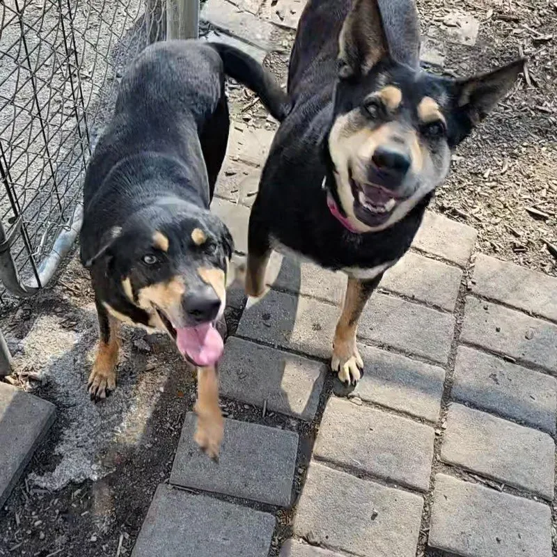 Susie And June Bug thumbnail 4