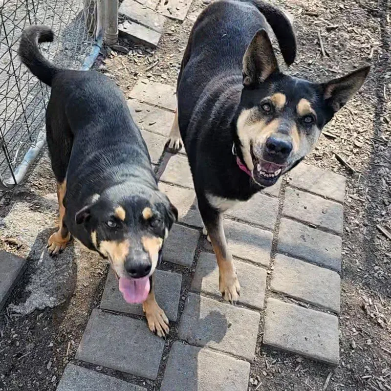 Susie And June Bug thumbnail 5