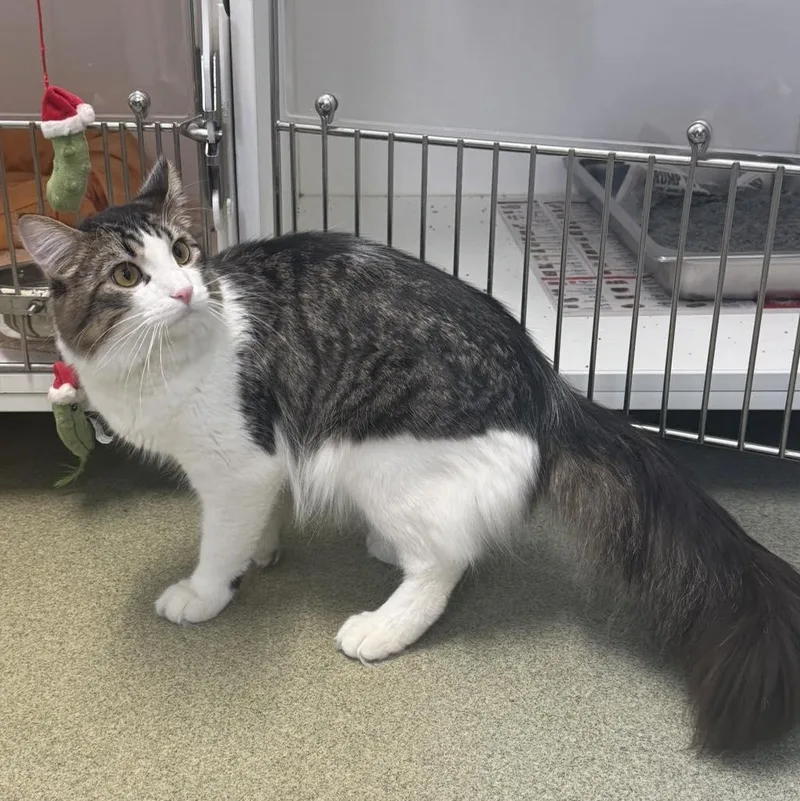 Furrnando thumbnail 2