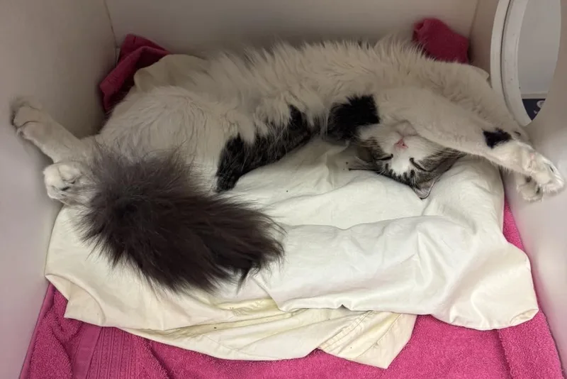 Furrnando thumbnail 3