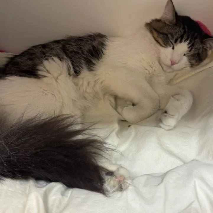 Furrnando thumbnail 4