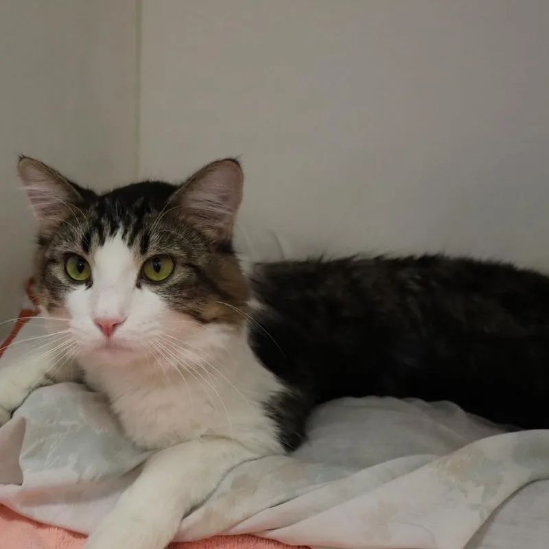 Furrnando thumbnail 5