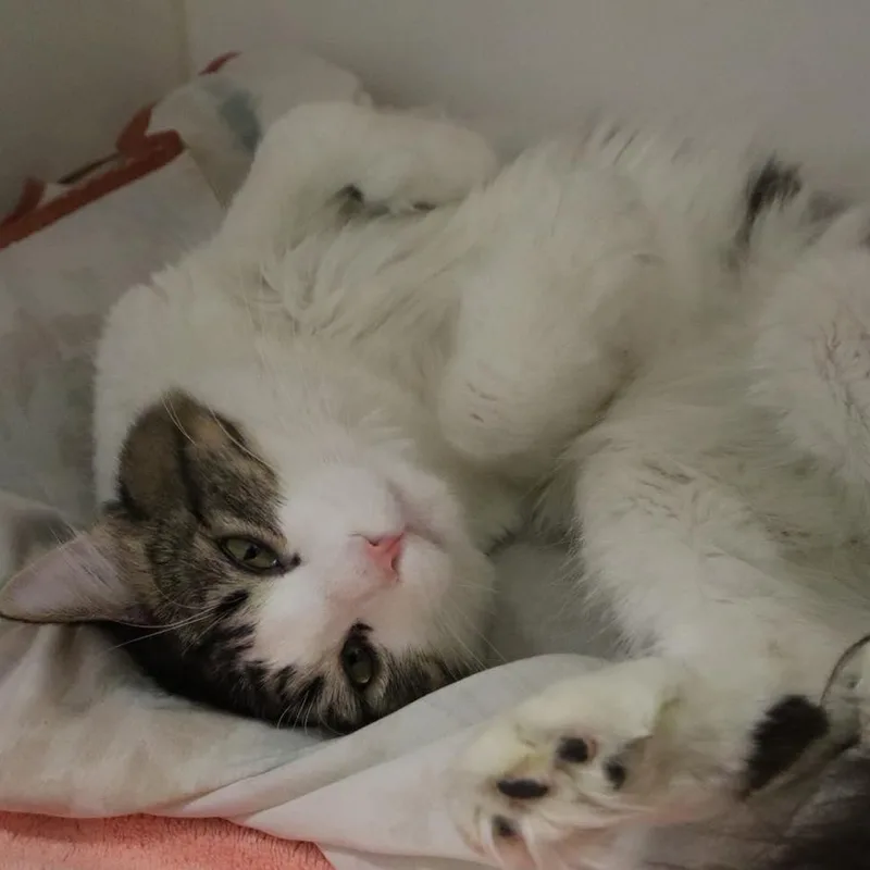 Furrnando thumbnail 6