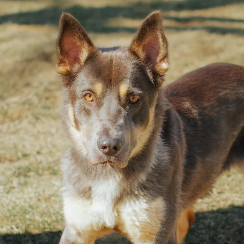 Lollipop thumbnail 2