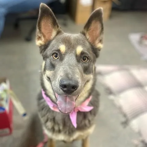 Lollipop thumbnail 3