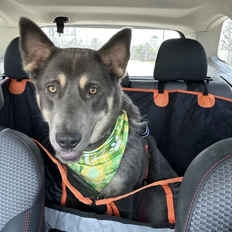 Lollipop thumbnail 4