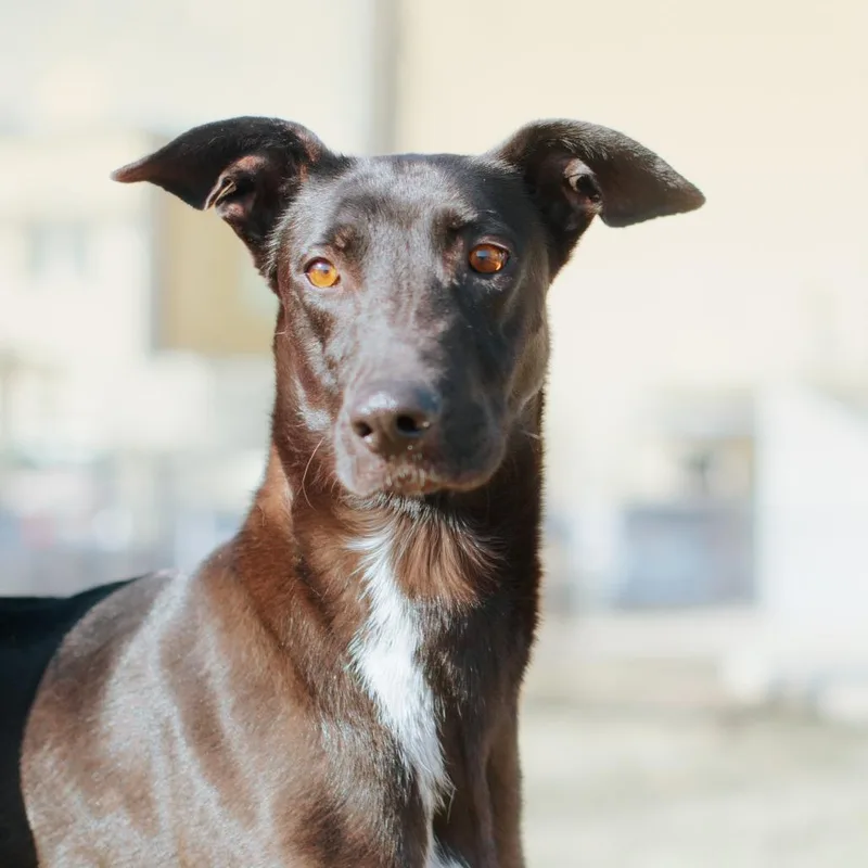 Mama Rain thumbnail 4