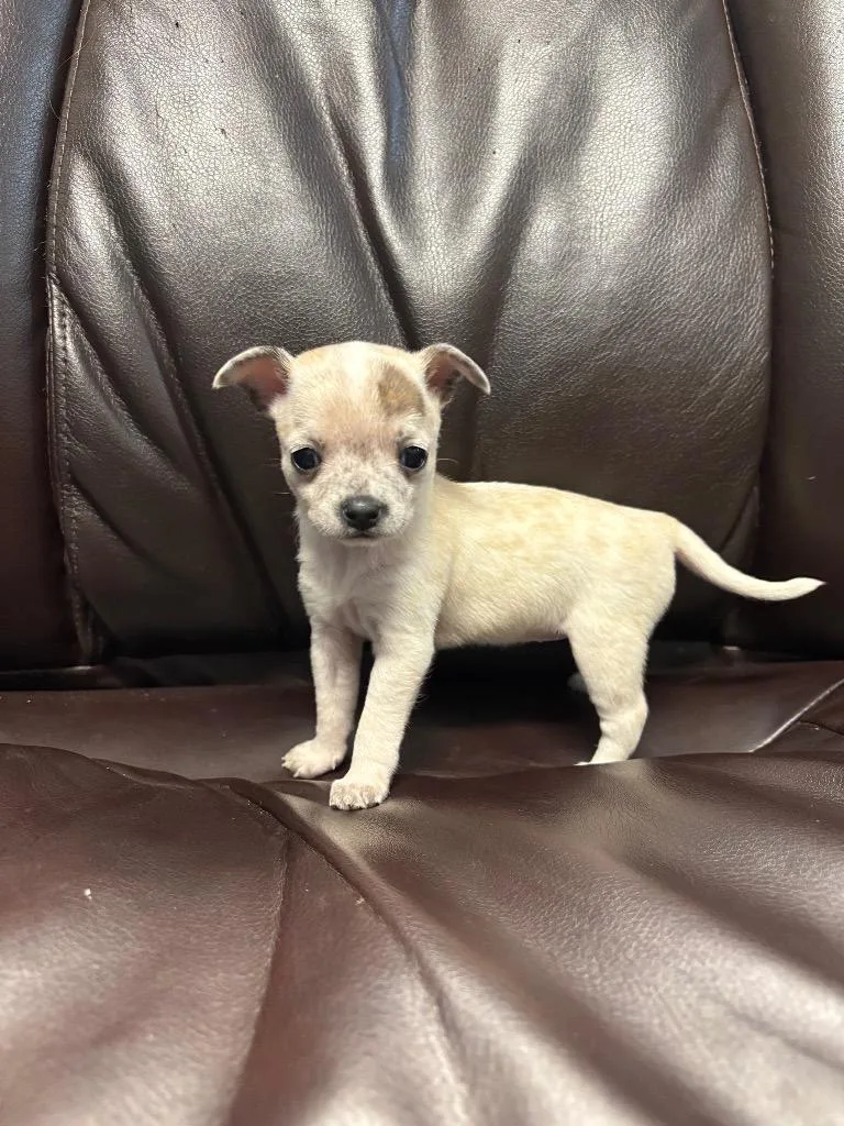 Smooches thumbnail 5