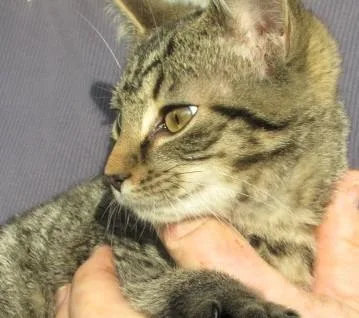 Oliver & Rusty  thumbnail 5