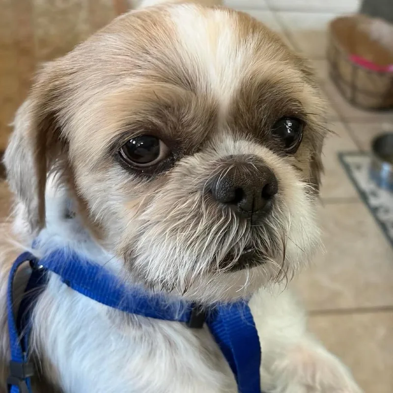 Mr. Sammy thumbnail 2